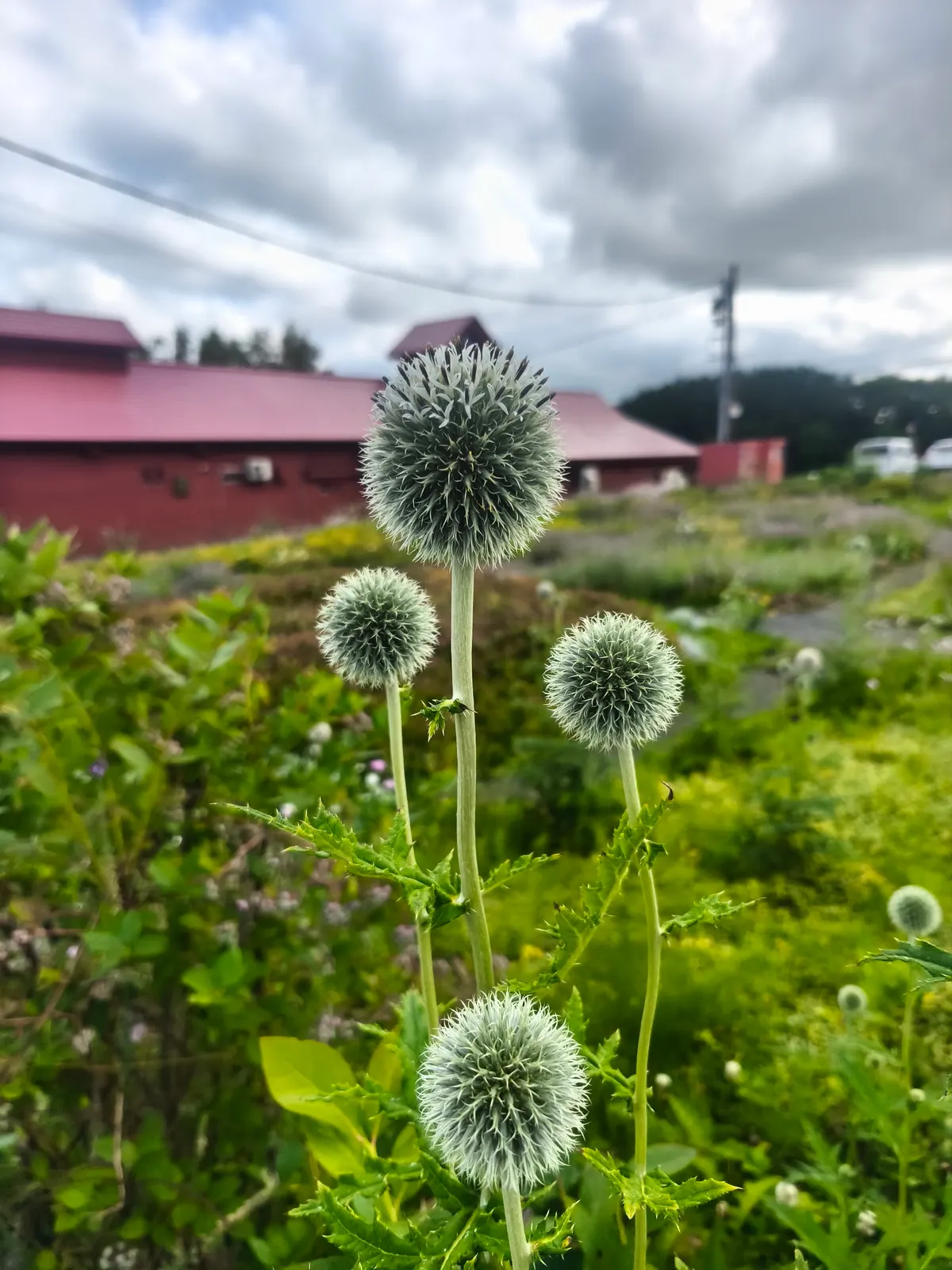 道沿いに咲いていたルリタマアザミの丸い青紫の花