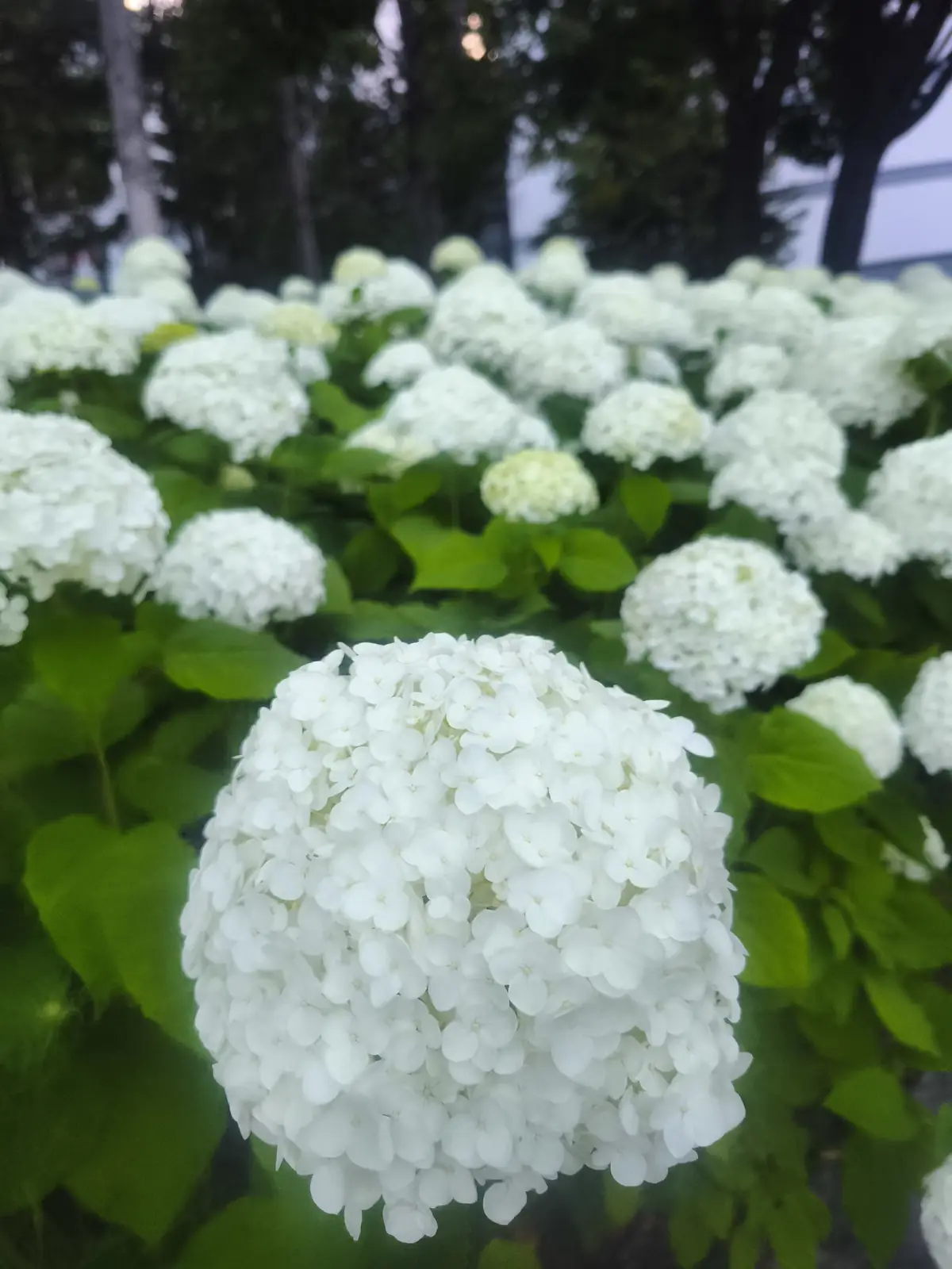 敷地内に咲いていた白いあじさい