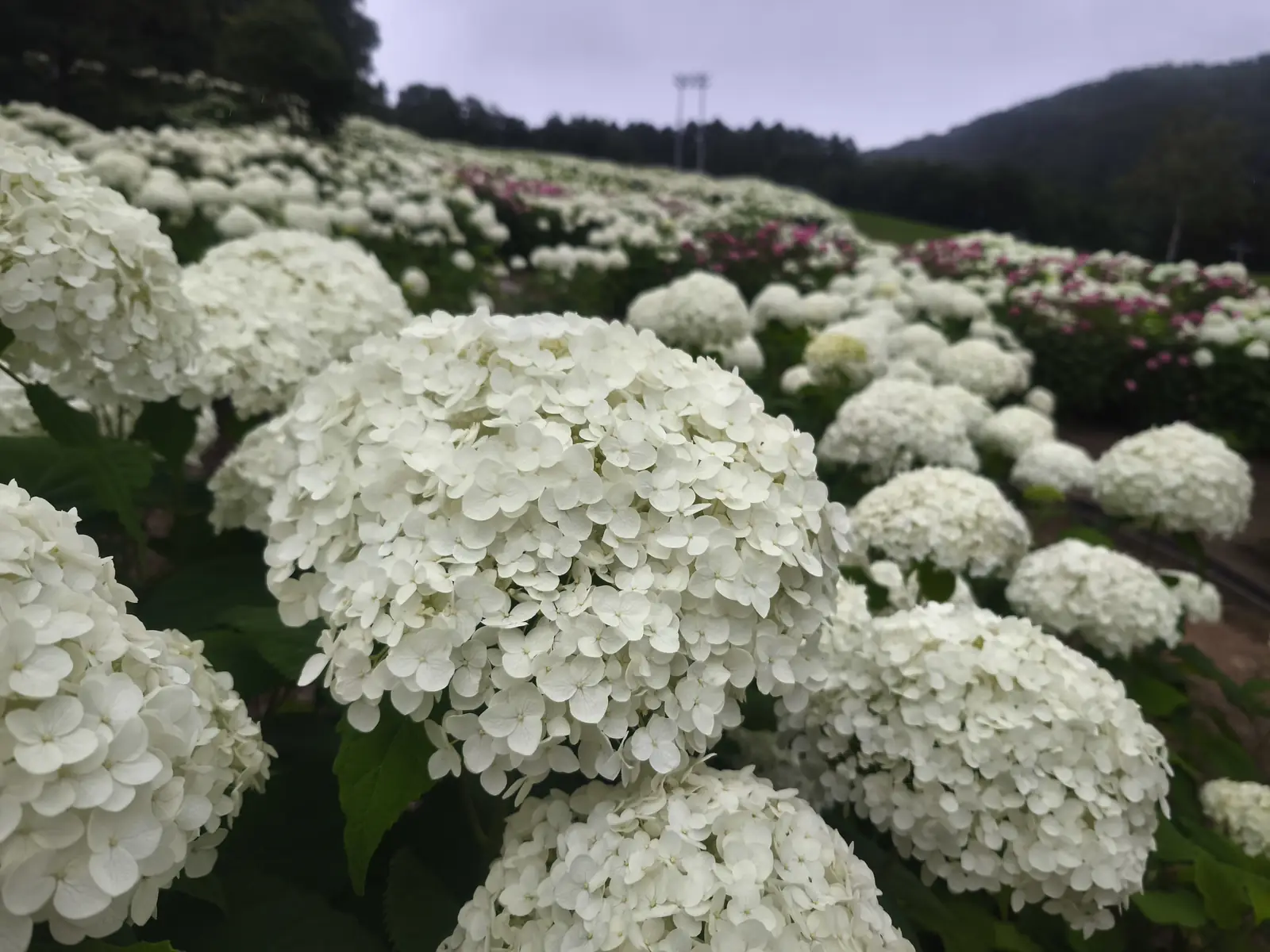 園内に咲くあじさいの庭園