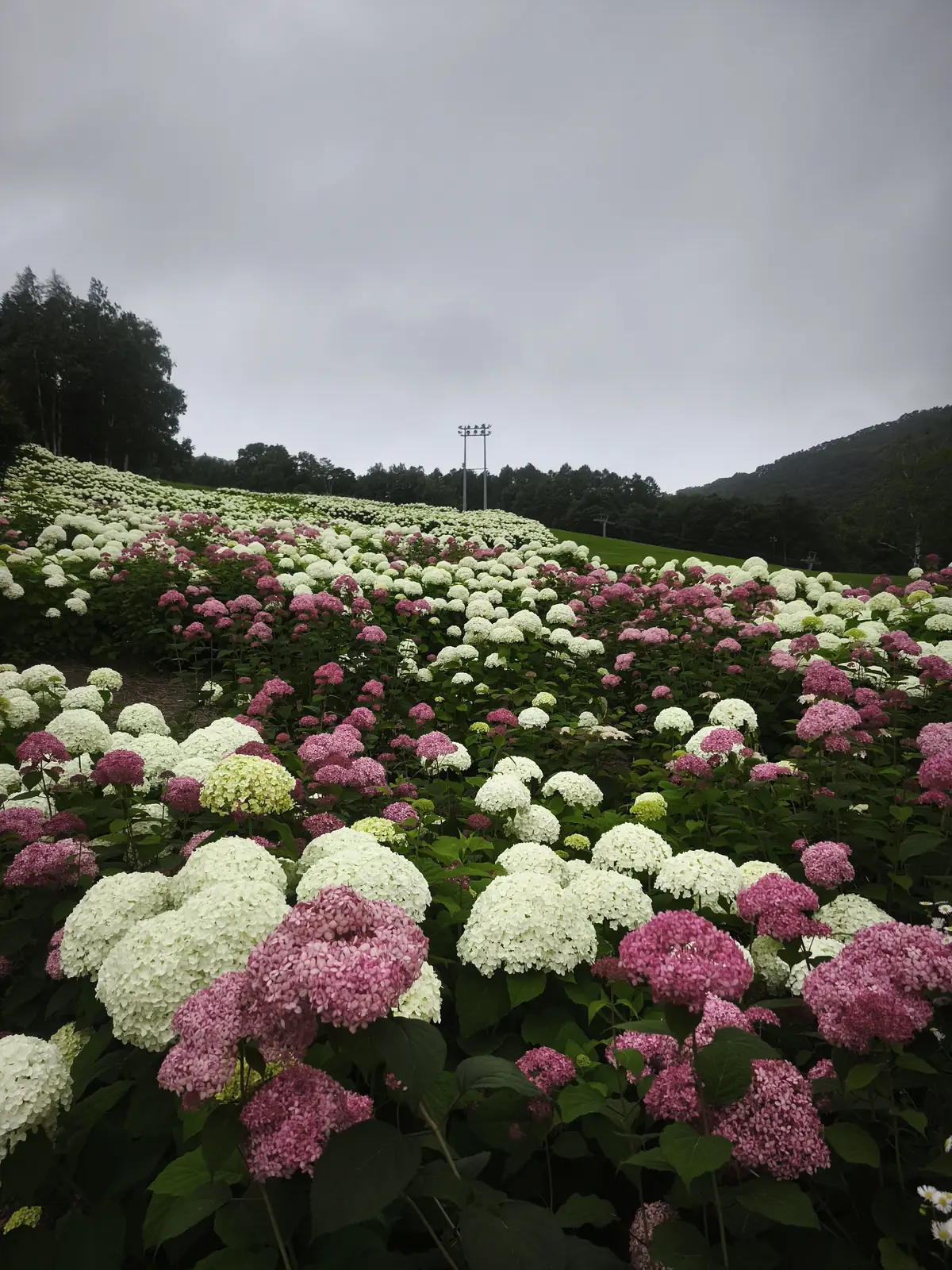 敷地内に満開で咲くアナベル（あじさい）の花畑