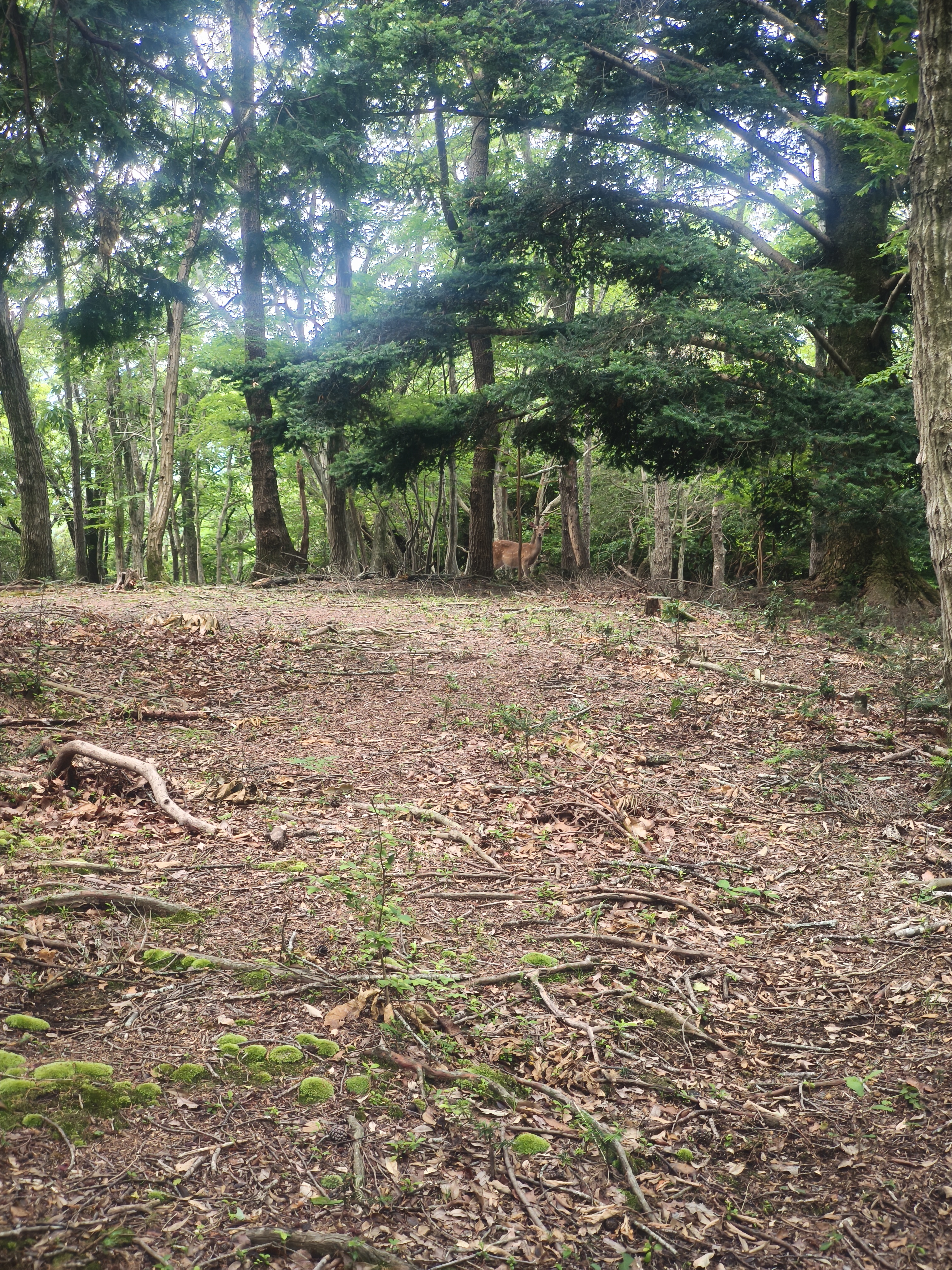 裏山の散策路。野生の鹿に遭遇できることも